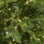 Kensington Fir Tree – 7.5′